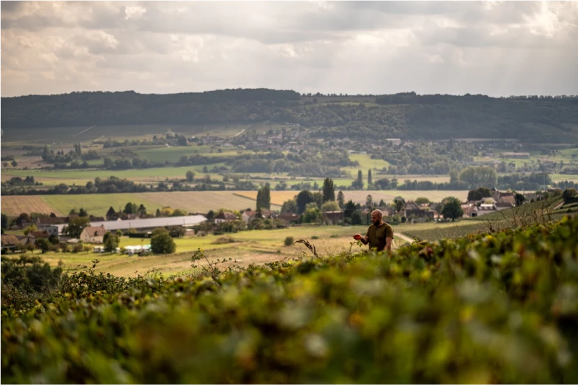 Horizon vignes