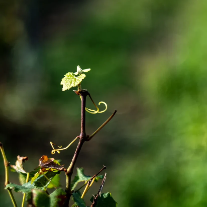 Pousse de la vigne
